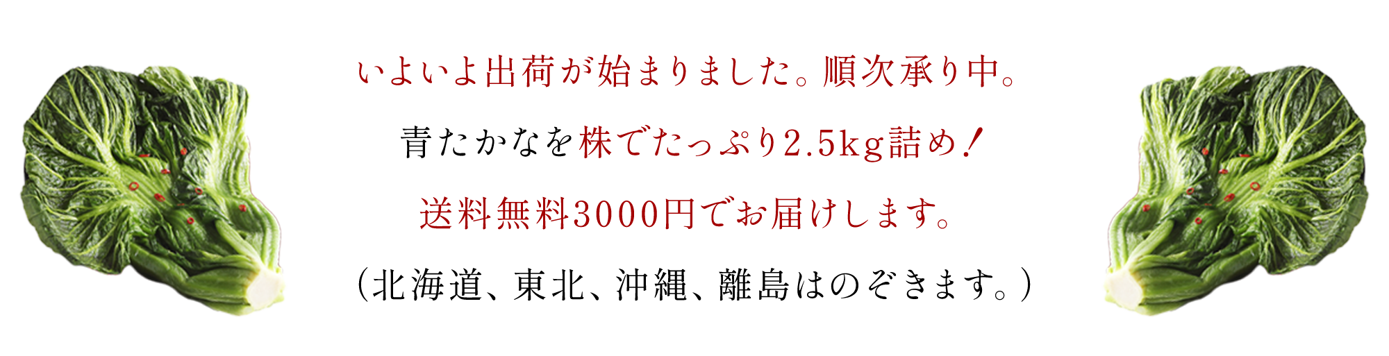 ちりめん高菜について